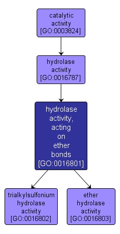 GO:0016801 - hydrolase activity, acting on ether bonds (interactive image map)