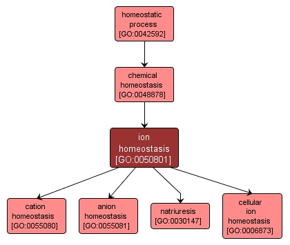 GO:0050801 - ion homeostasis (interactive image map)