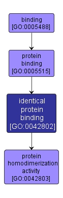 GO:0042802 - identical protein binding (interactive image map)