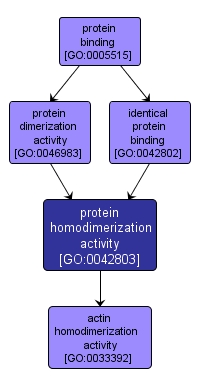 GO:0042803 - protein homodimerization activity (interactive image map)