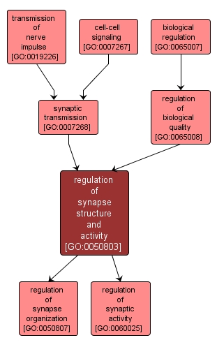 GO:0050803 - regulation of synapse structure and activity (interactive image map)
