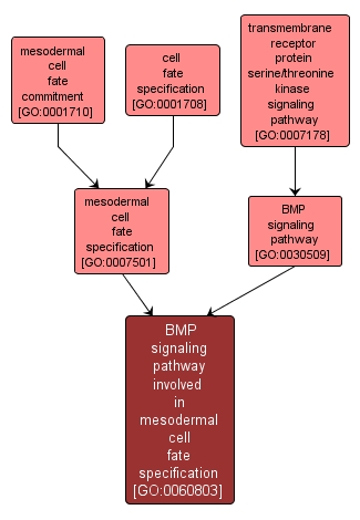 GO:0060803 - BMP signaling pathway involved in mesodermal cell fate specification (interactive image map)