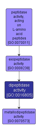 GO:0016805 - dipeptidase activity (interactive image map)