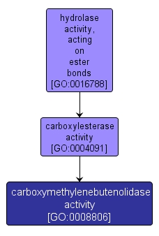 GO:0008806 - carboxymethylenebutenolidase activity (interactive image map)