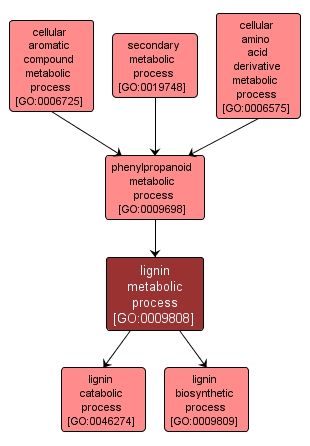 GO:0009808 - lignin metabolic process (interactive image map)