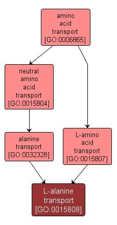 GO:0015808 - L-alanine transport (interactive image map)