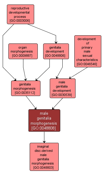 GO:0048808 - male genitalia morphogenesis (interactive image map)
