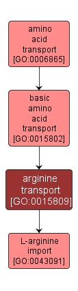 GO:0015809 - arginine transport (interactive image map)