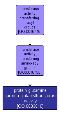 GO:0003810 - protein-glutamine gamma-glutamyltransferase activity (interactive image map)