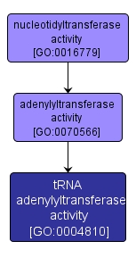 GO:0004810 - tRNA adenylyltransferase activity (interactive image map)