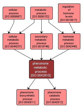 GO:0042810 - pheromone metabolic process (interactive image map)
