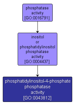 GO:0043812 - phosphatidylinositol-4-phosphate phosphatase activity (interactive image map)