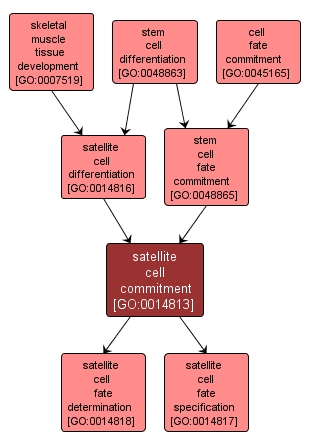 GO:0014813 - satellite cell commitment (interactive image map)
