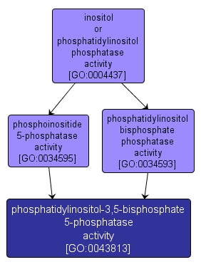 GO:0043813 - phosphatidylinositol-3,5-bisphosphate 5-phosphatase activity (interactive image map)