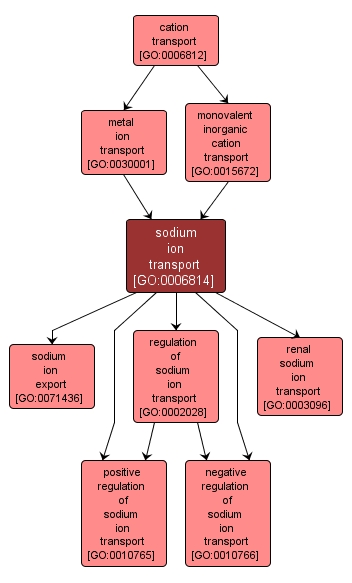 GO:0006814 - sodium ion transport (interactive image map)