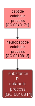 GO:0010814 - substance P catabolic process (interactive image map)