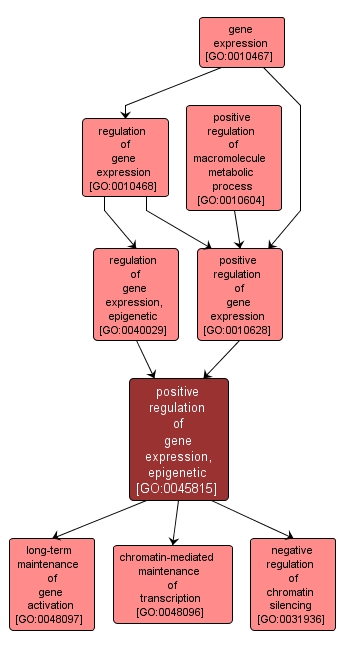 GO:0045815 - positive regulation of gene expression, epigenetic (interactive image map)