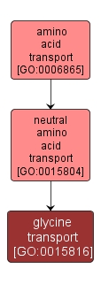 GO:0015816 - glycine transport (interactive image map)
