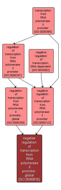 GO:0045816 - negative regulation of transcription from RNA polymerase II promoter, global (interactive image map)