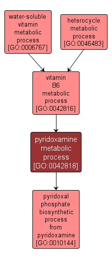 GO:0042818 - pyridoxamine metabolic process (interactive image map)