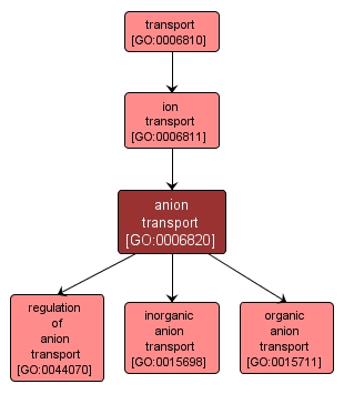 GO:0006820 - anion transport (interactive image map)