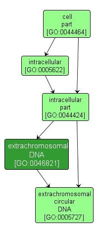 GO:0046821 - extrachromosomal DNA (interactive image map)