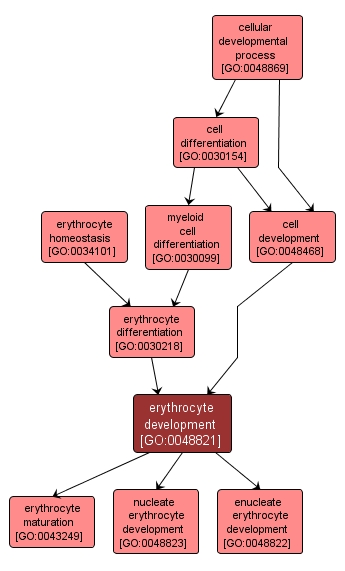 GO:0048821 - erythrocyte development (interactive image map)