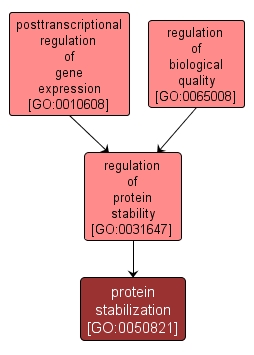 GO:0050821 - protein stabilization (interactive image map)