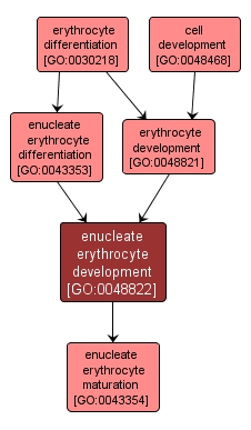 GO:0048822 - enucleate erythrocyte development (interactive image map)