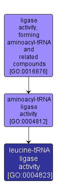 GO:0004823 - leucine-tRNA ligase activity (interactive image map)