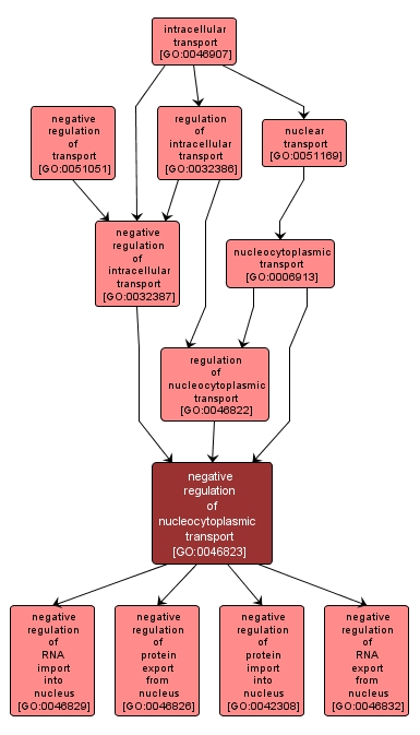 GO:0046823 - negative regulation of nucleocytoplasmic transport (interactive image map)