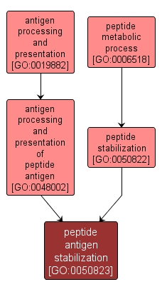GO:0050823 - peptide antigen stabilization (interactive image map)