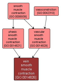 GO:0014826 - vein smooth muscle contraction (interactive image map)