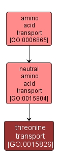 GO:0015826 - threonine transport (interactive image map)