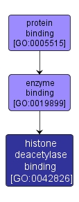 GO:0042826 - histone deacetylase binding (interactive image map)