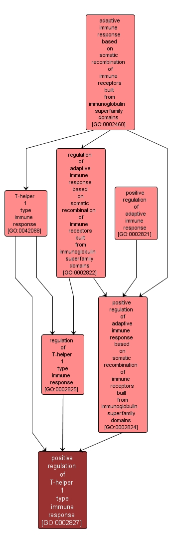GO:0002827 - positive regulation of T-helper 1 type immune response (interactive image map)