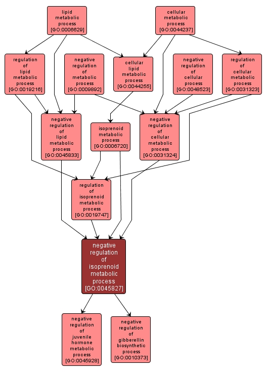 GO:0045827 - negative regulation of isoprenoid metabolic process (interactive image map)