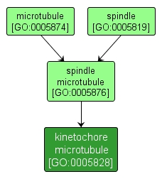 GO:0005828 - kinetochore microtubule (interactive image map)