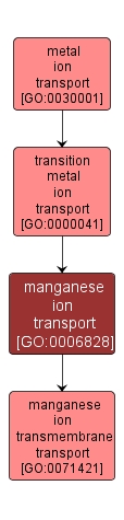 GO:0006828 - manganese ion transport (interactive image map)