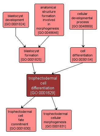 GO:0001829 - trophectodermal cell differentiation (interactive image map)