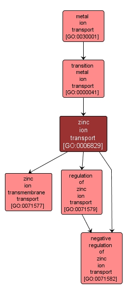 GO:0006829 - zinc ion transport (interactive image map)