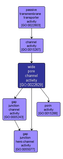 GO:0022829 - wide pore channel activity (interactive image map)