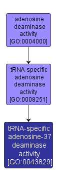 GO:0043829 - tRNA-specific adenosine-37 deaminase activity (interactive image map)