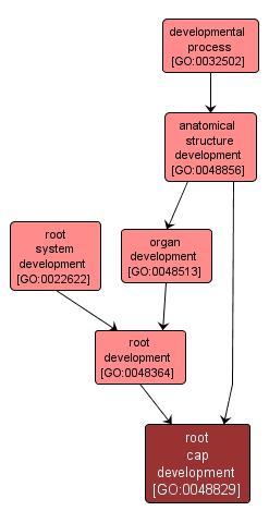 GO:0048829 - root cap development (interactive image map)