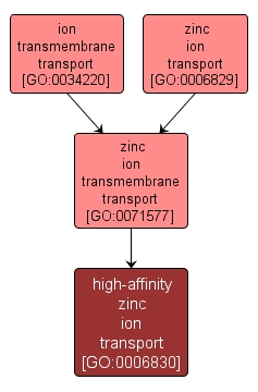 GO:0006830 - high-affinity zinc ion transport (interactive image map)