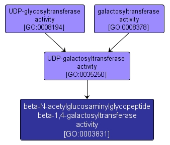 GO:0003831 - beta-N-acetylglucosaminylglycopeptide beta-1,4-galactosyltransferase activity (interactive image map)