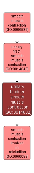 GO:0014832 - urinary bladder smooth muscle contraction (interactive image map)