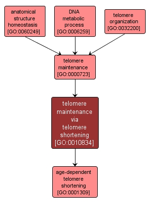 GO:0010834 - telomere maintenance via telomere shortening (interactive image map)