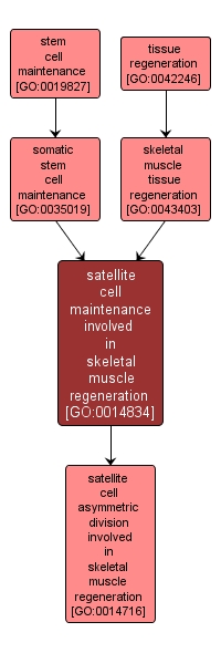 GO:0014834 - satellite cell maintenance involved in skeletal muscle regeneration (interactive image map)