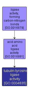 GO:0004835 - tubulin-tyrosine ligase activity (interactive image map)